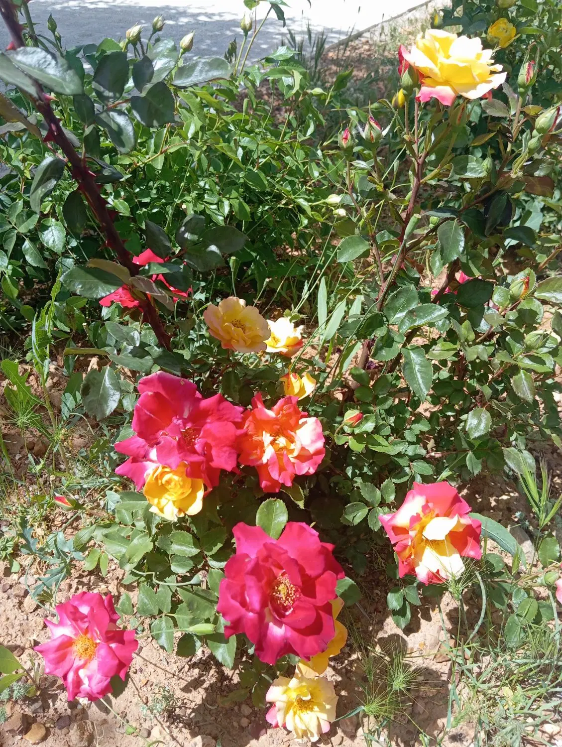 باغچه باغ شهری خانزنیان