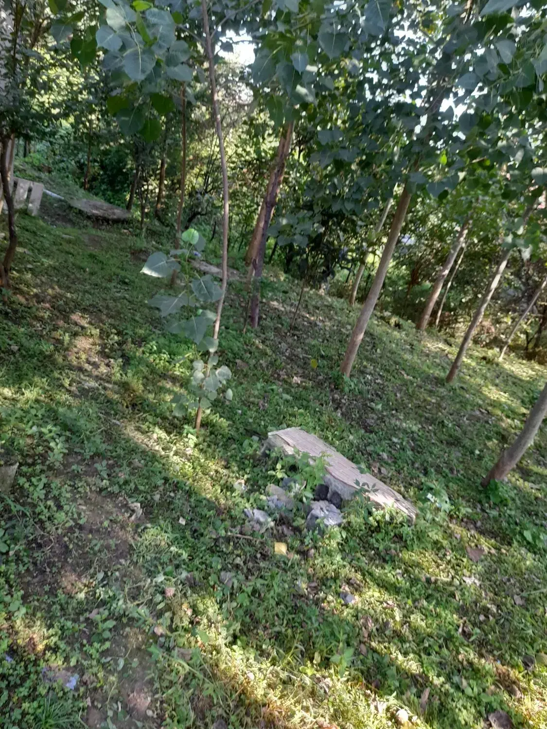 زمین باغی با مدارک کامل