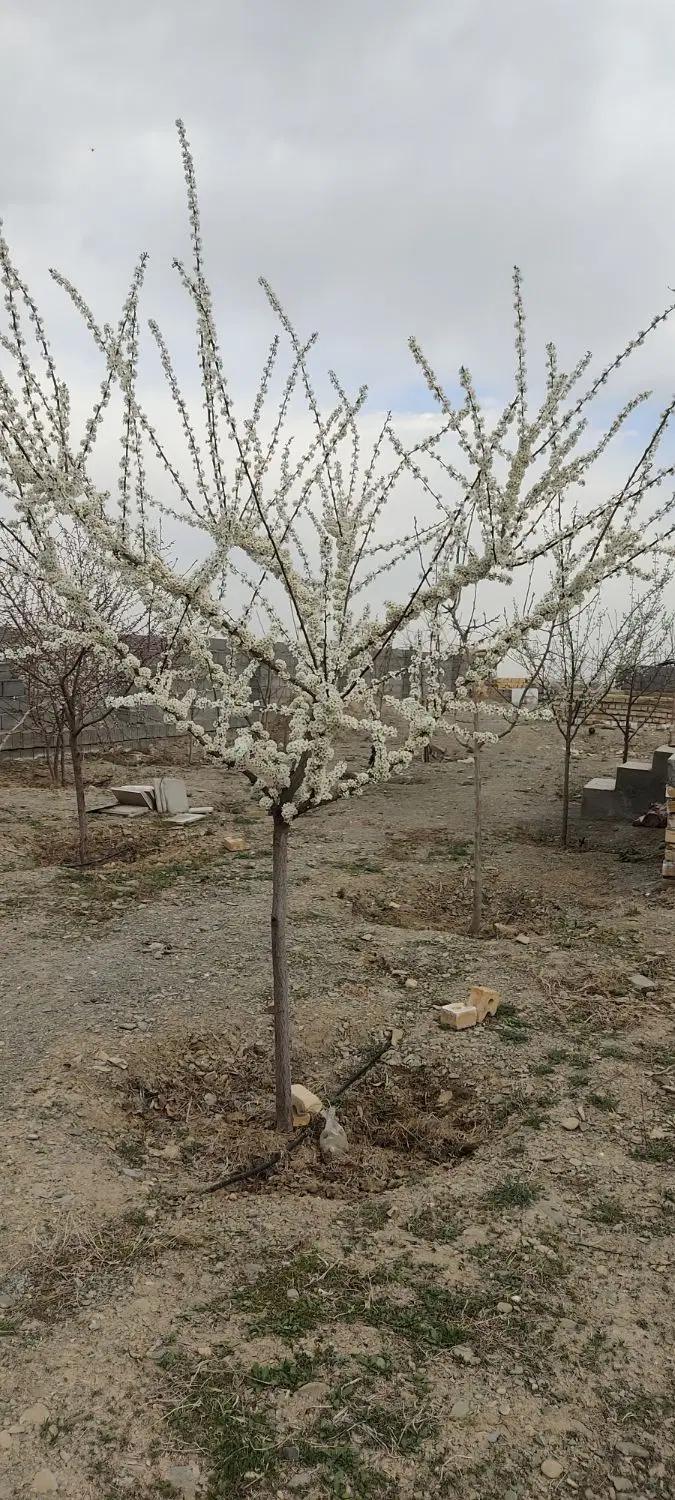 خونه ویلایی