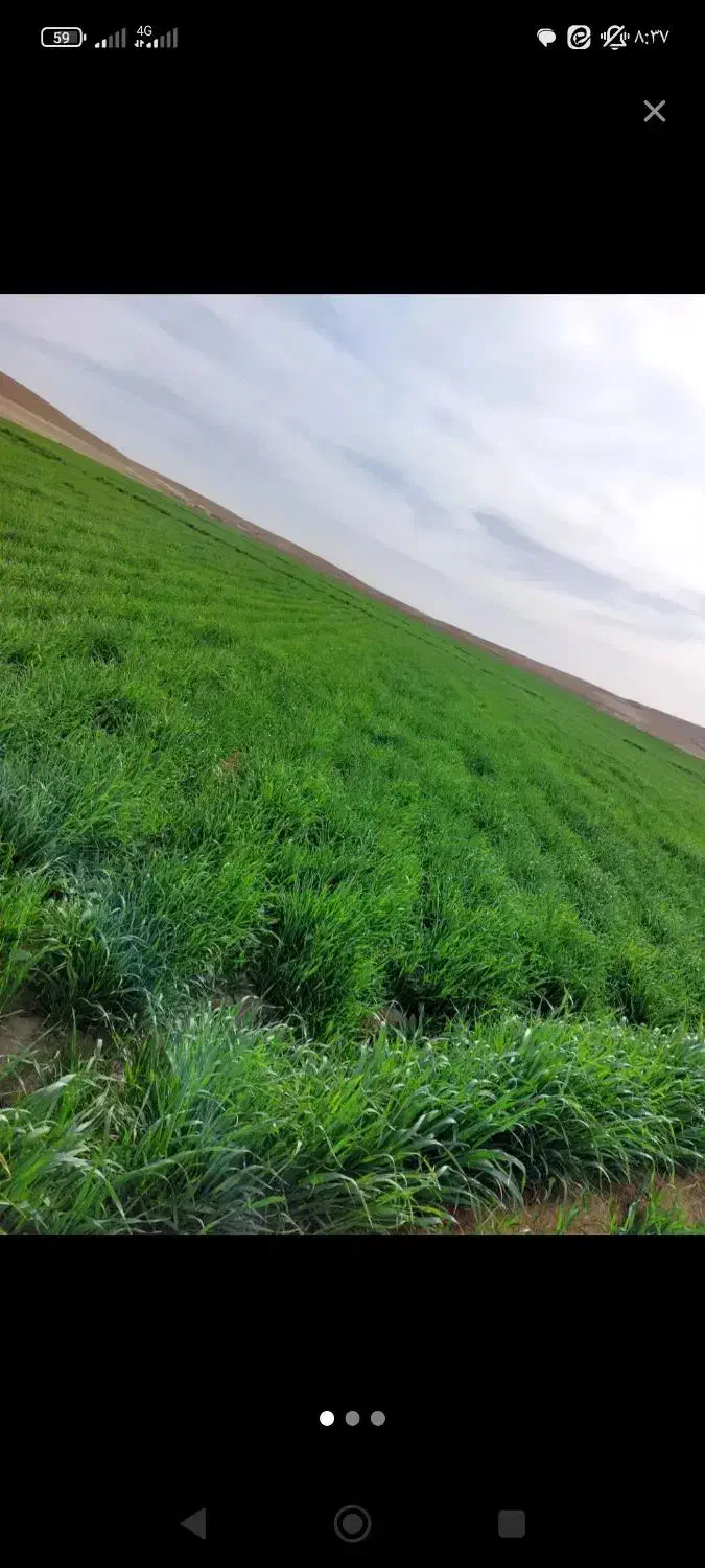 زمین کشاورزی
