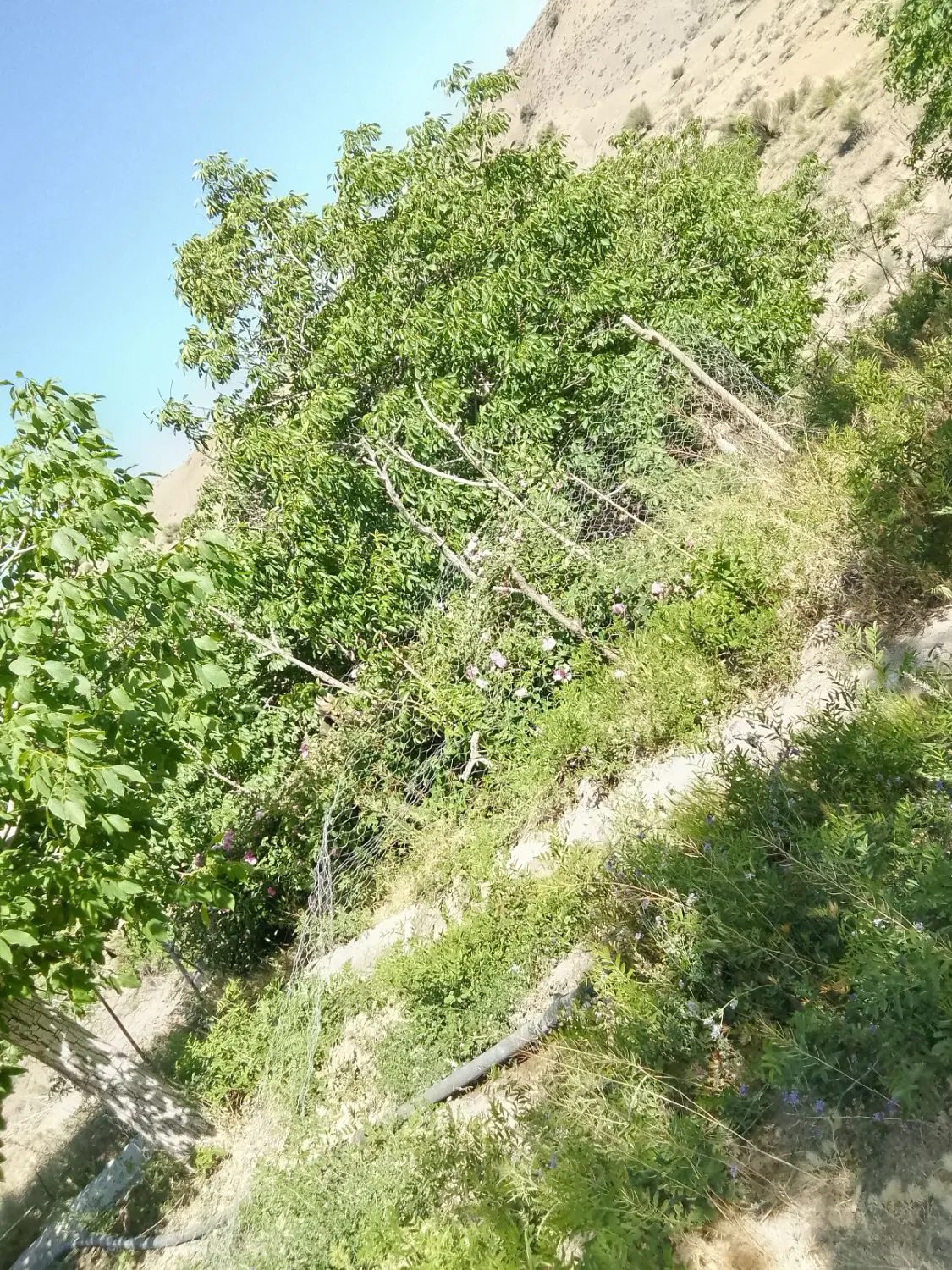 ملک فروشی