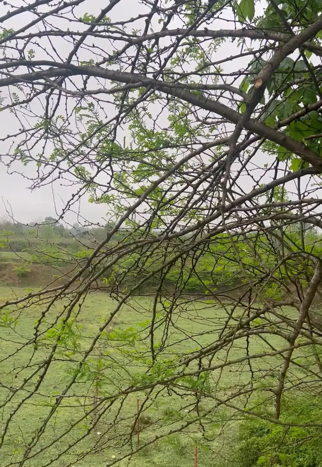 زمین سرمایه گذاری