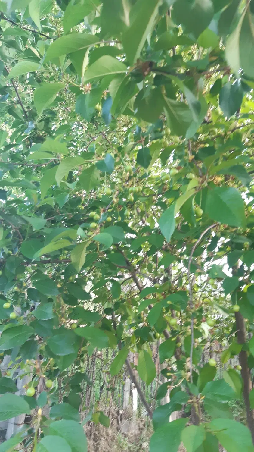 فروش باغ میوه ۷ساله