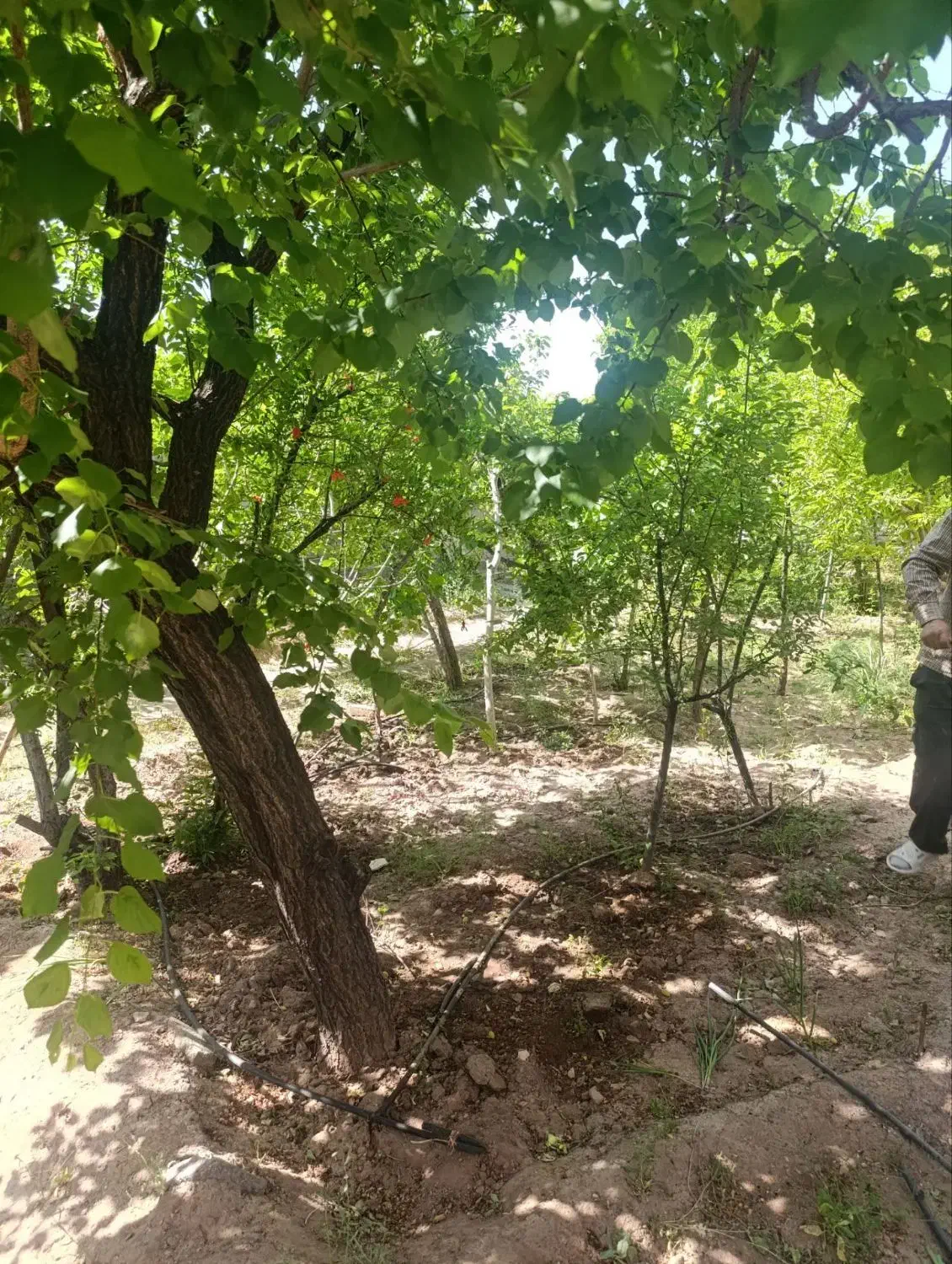 فروش خونه وباغ