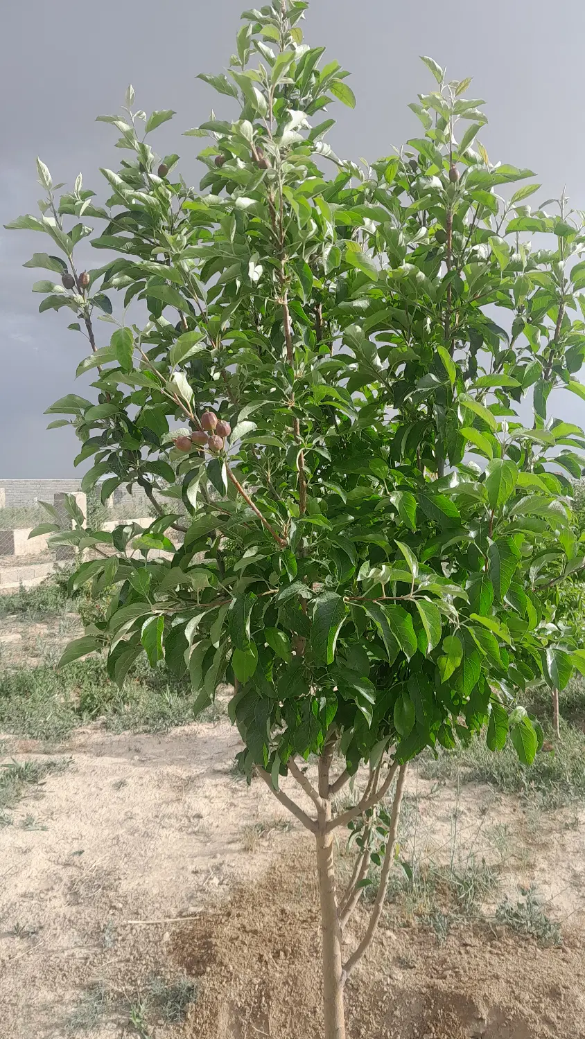 فروش باغچه ۱۰۰۰ متری نزدیک بافت در تنکمان