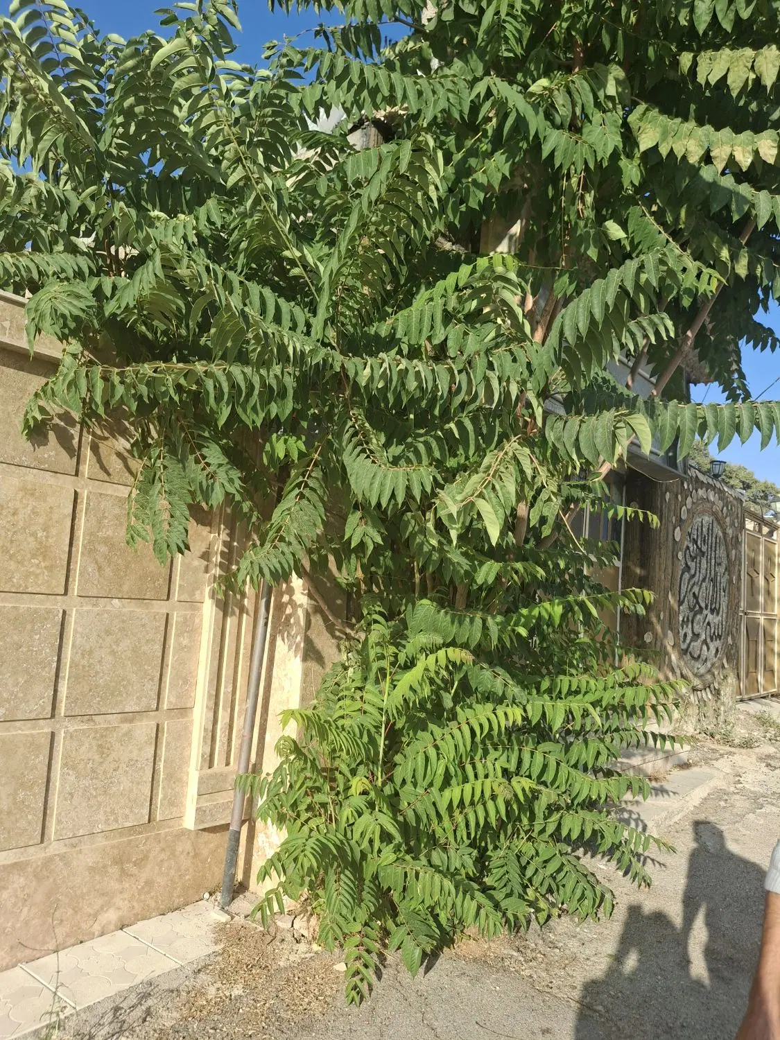 اجاره اپارتمان