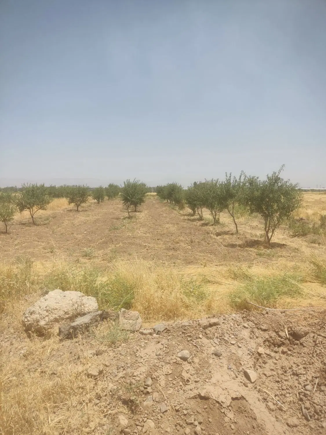 باغ ۶۰۰ متر