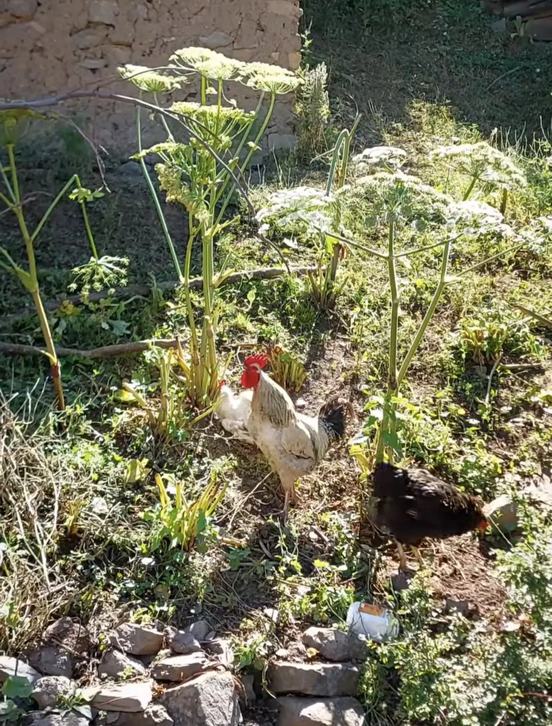 روستای لگا ییلاق