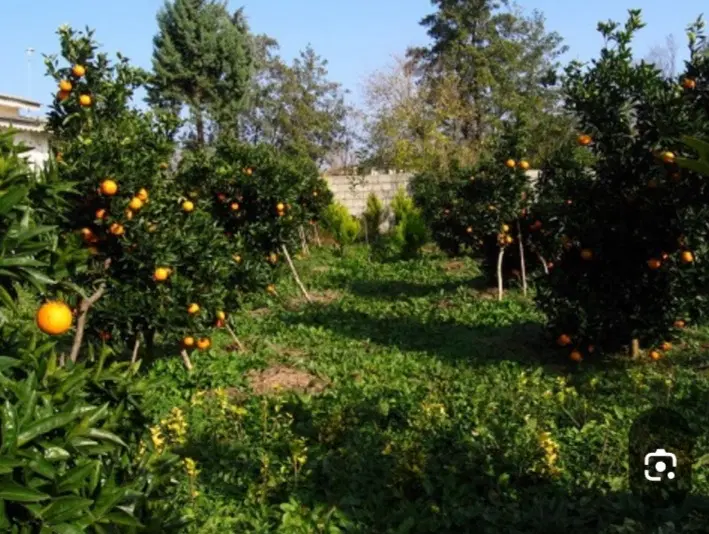 باغ مرکبات و میوه