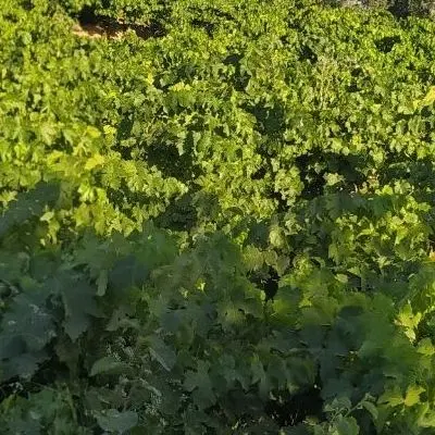 فروش زمین