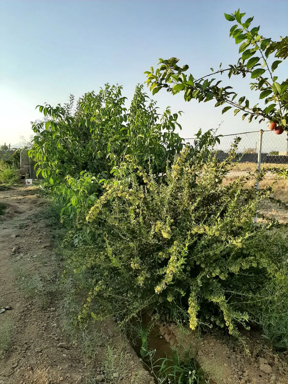 فروش باغ در محدوده شهر خمین