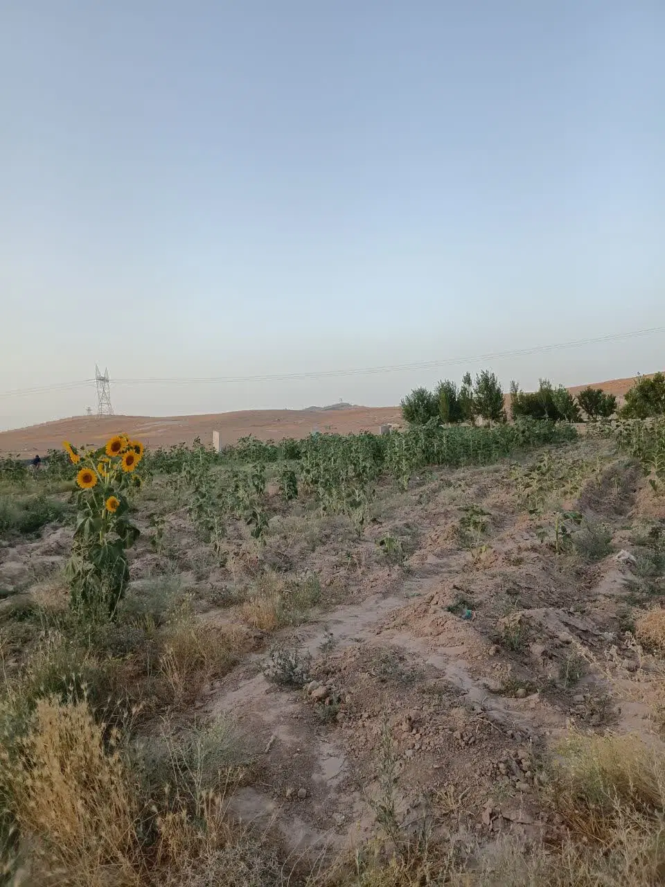 زمین باغی