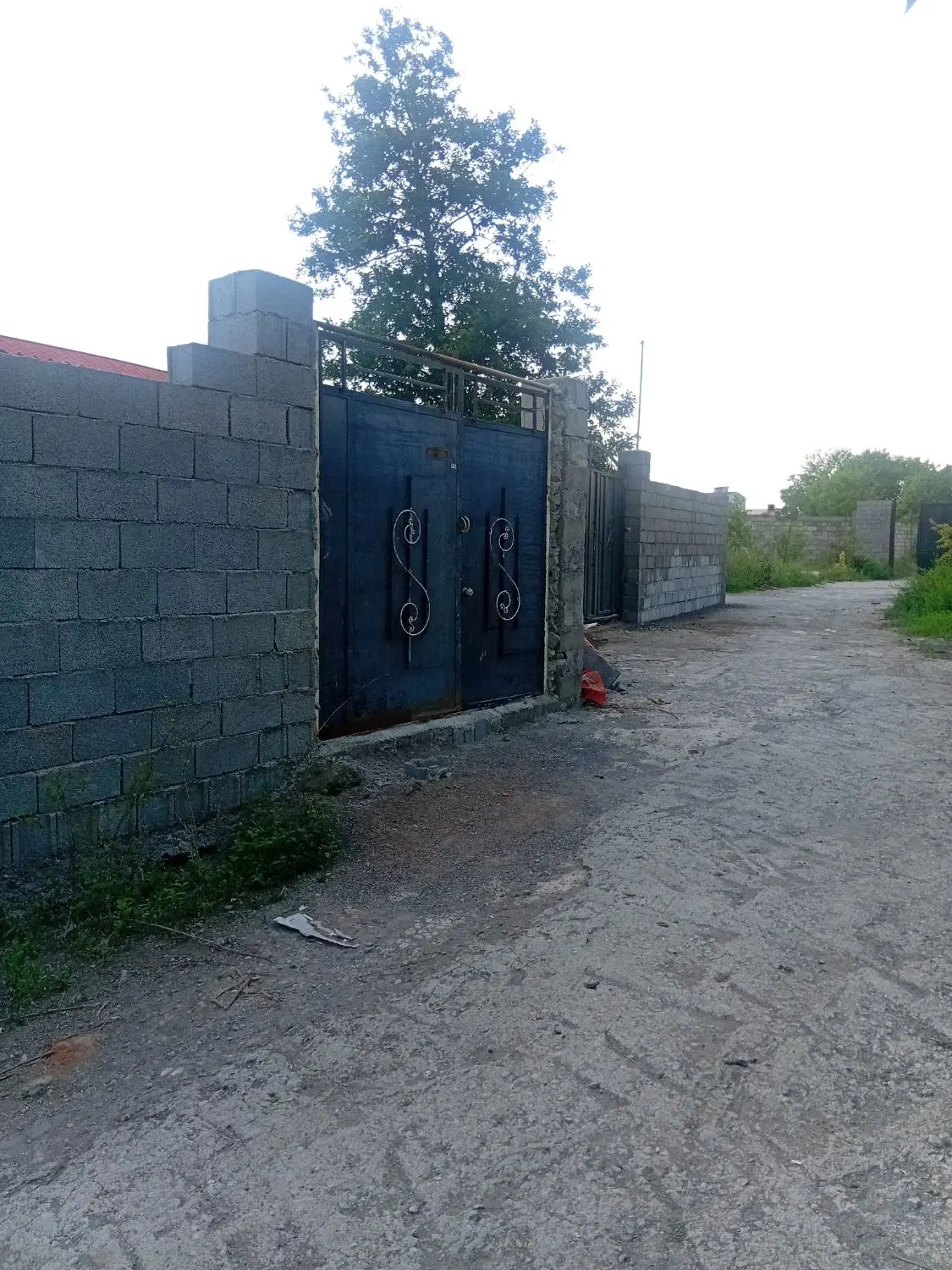 زمین سند تک برگ