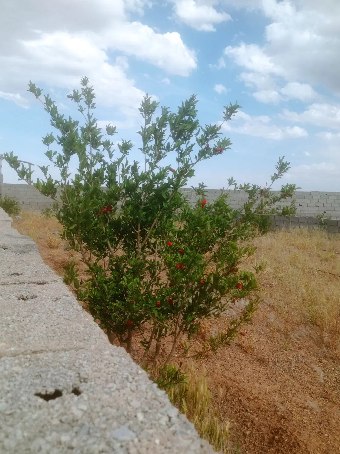 باغچه فروش یا معاوضه