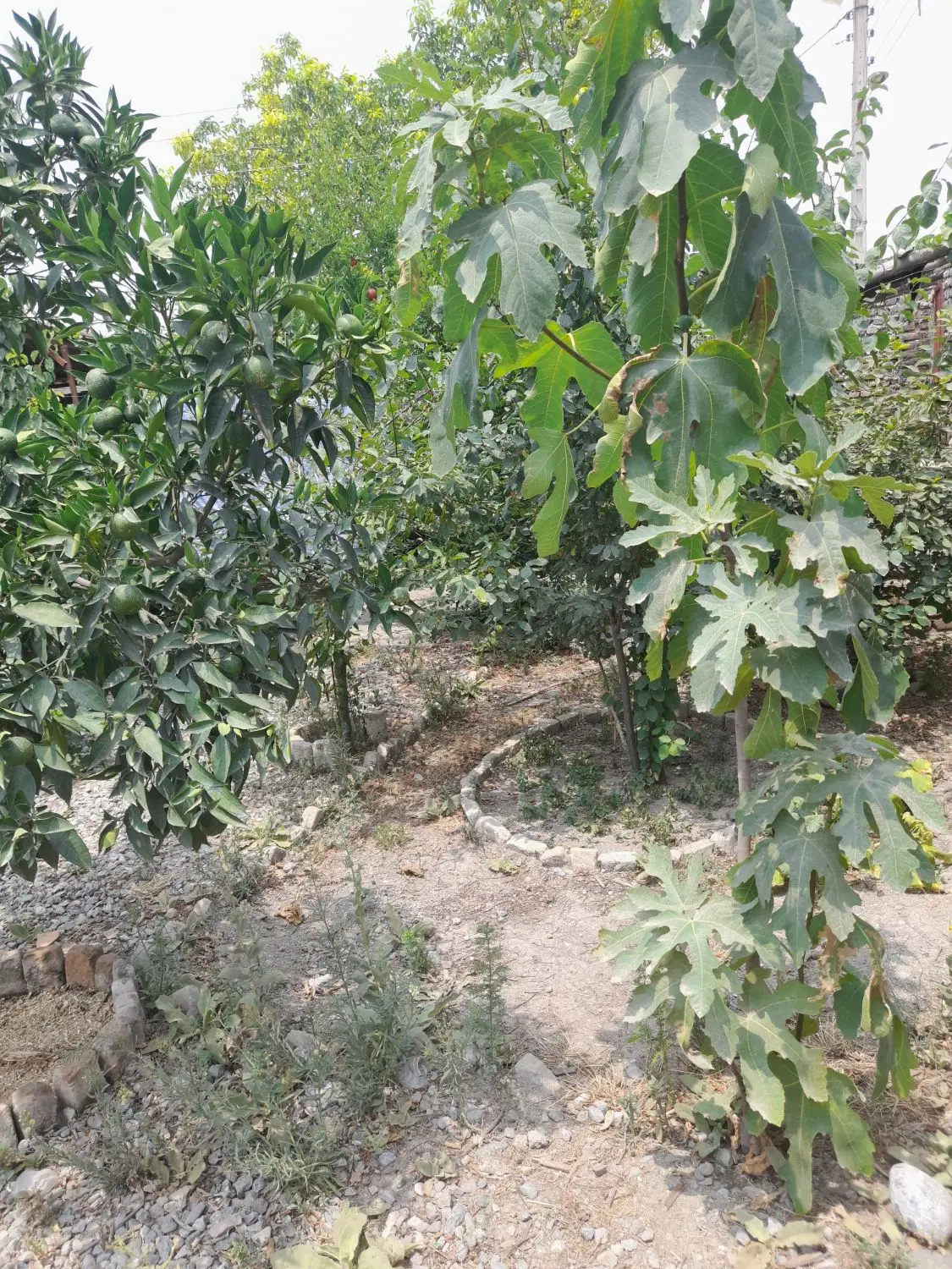 زمین باغی ابتدای روستای حیدرآباد