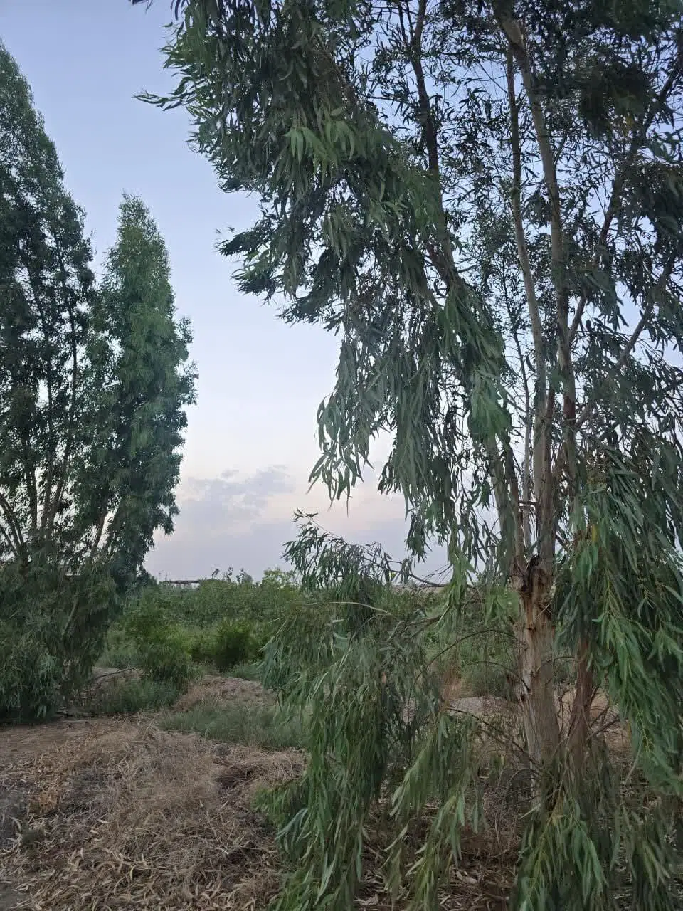 ۳۰۰۰مترمربع زمین گلخانه