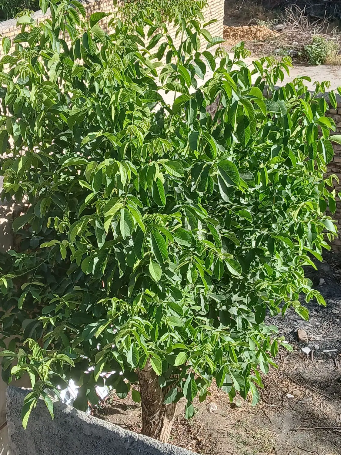 ویلا باغ گلشن اباد