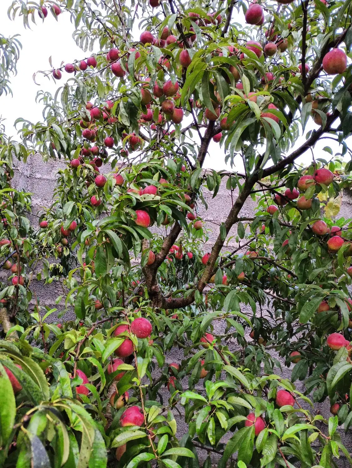 باغ  نهال کاری شده به متراژ 1181متر