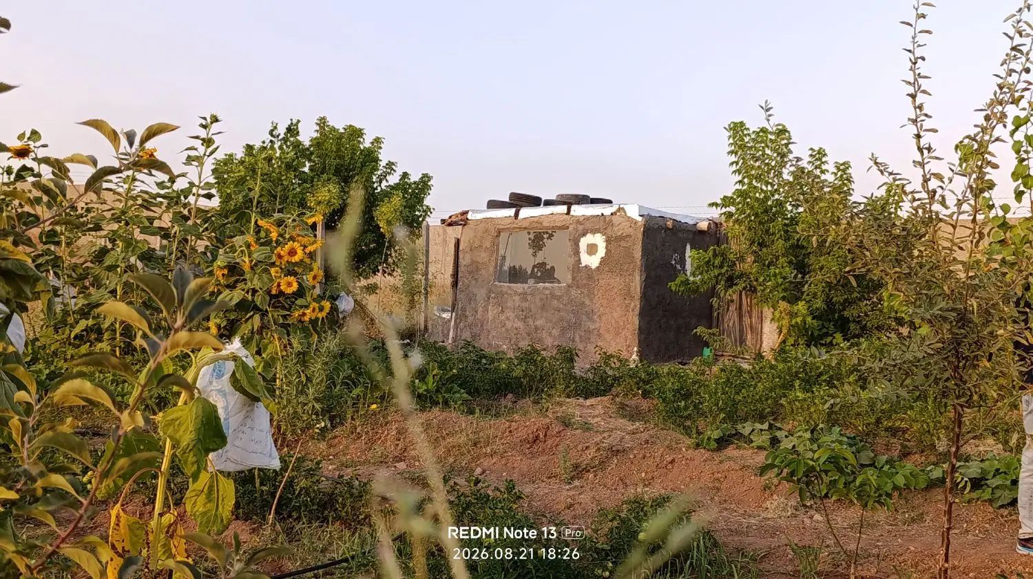 باغ زمین