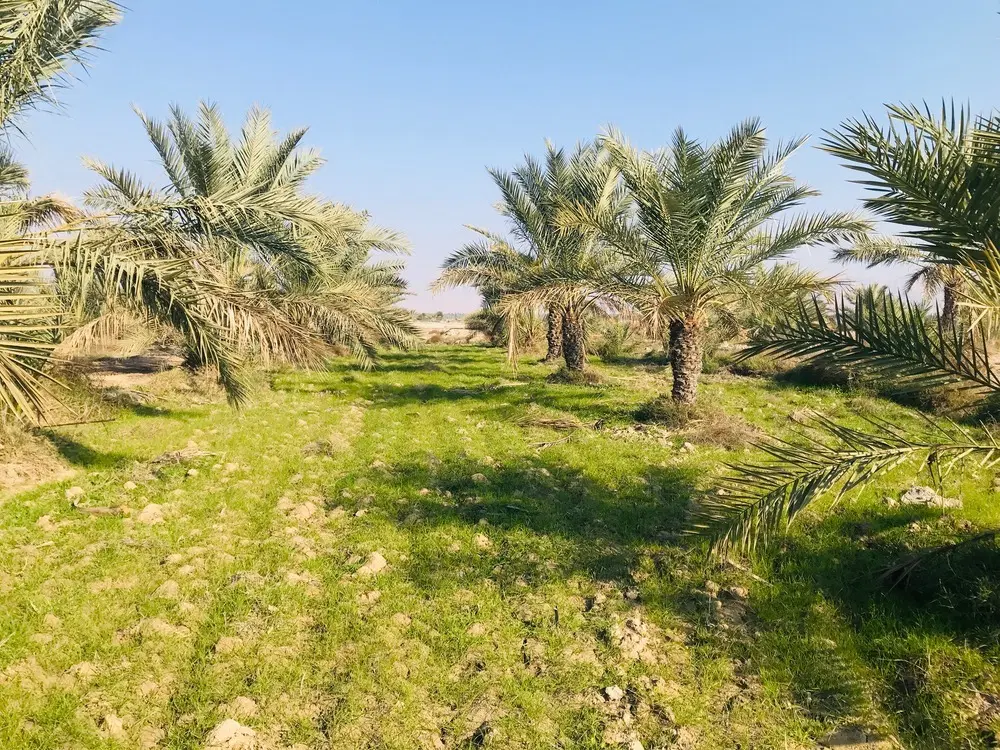 نخل و جای نخل