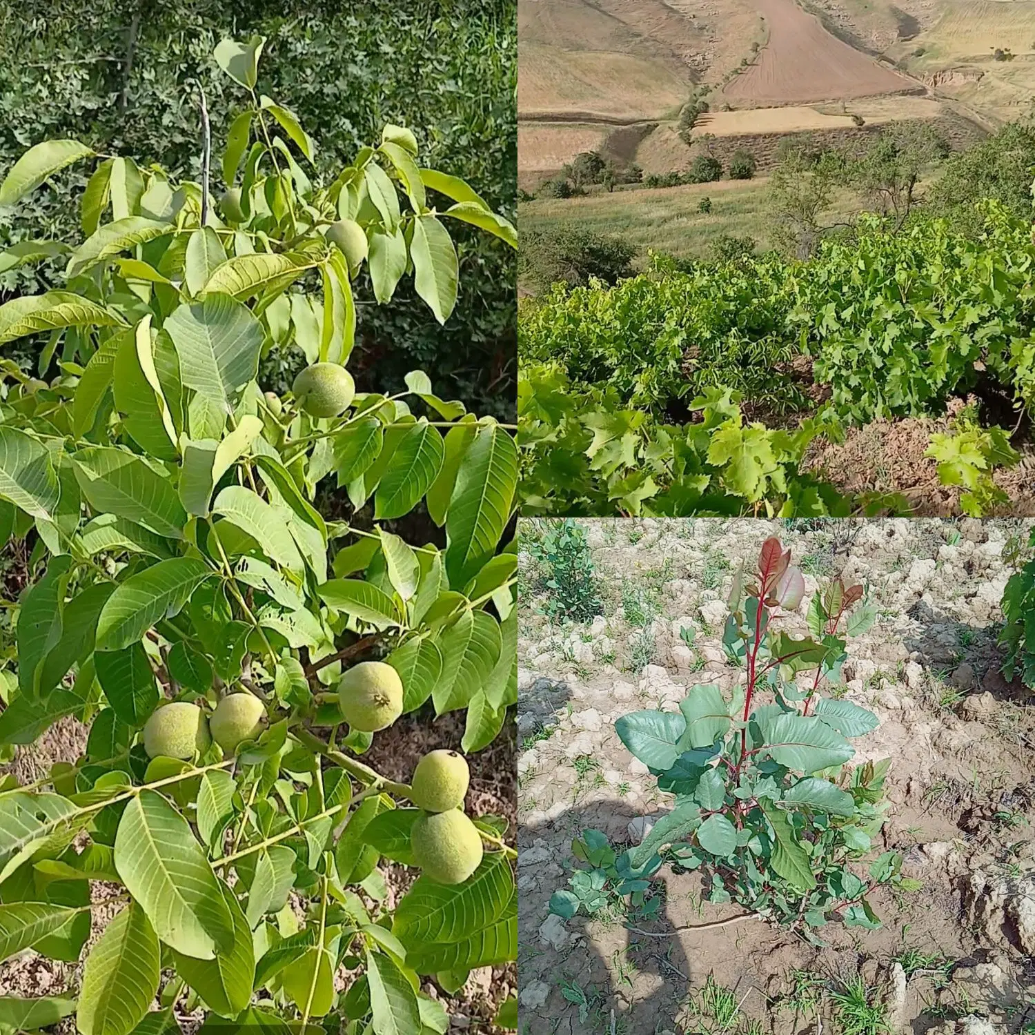 باغ انگور دیم هزار متر