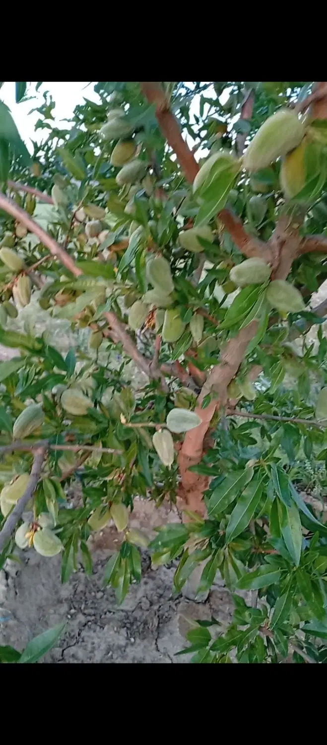 باغ