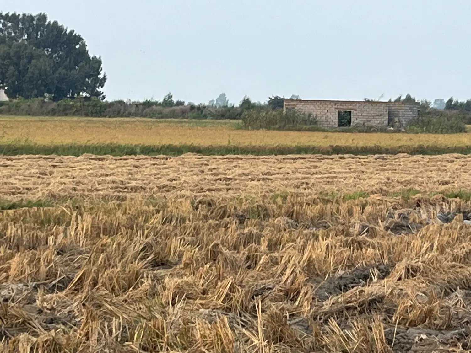 شمال سیمرغ کیاکلا