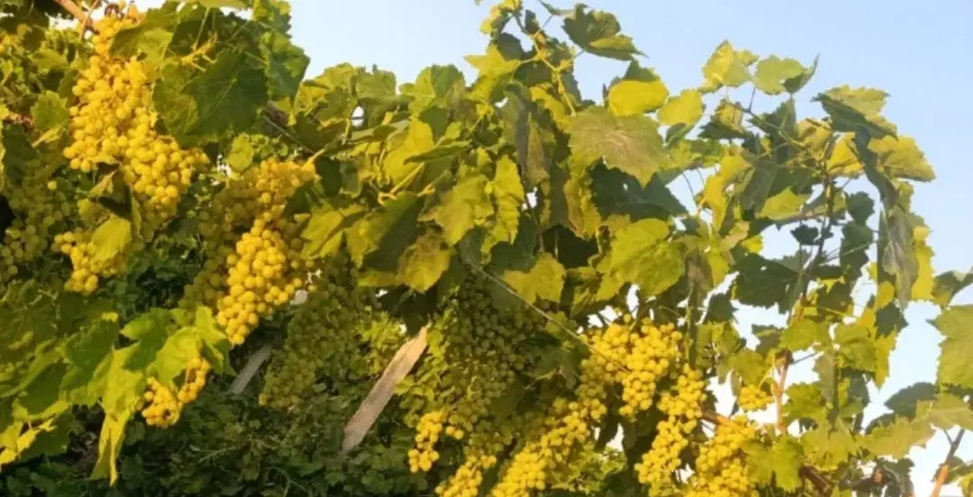 اجاره باغ انگور ایستاده 5000متری جاده سلماس