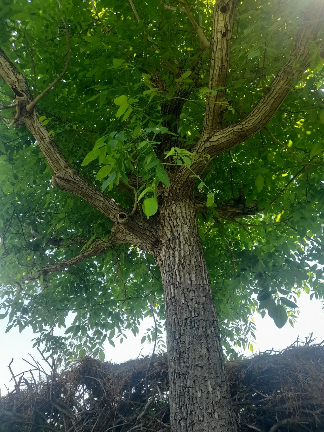 خونه باغ