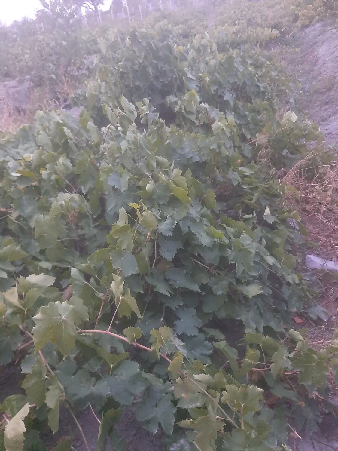 اجاره باغ انگور