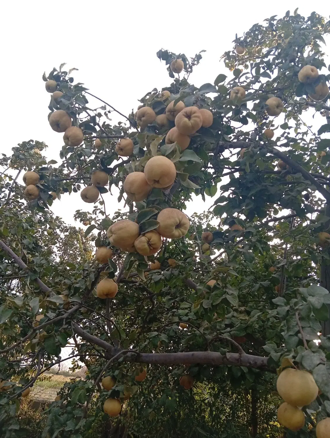 فروش باغ چهار دیواری