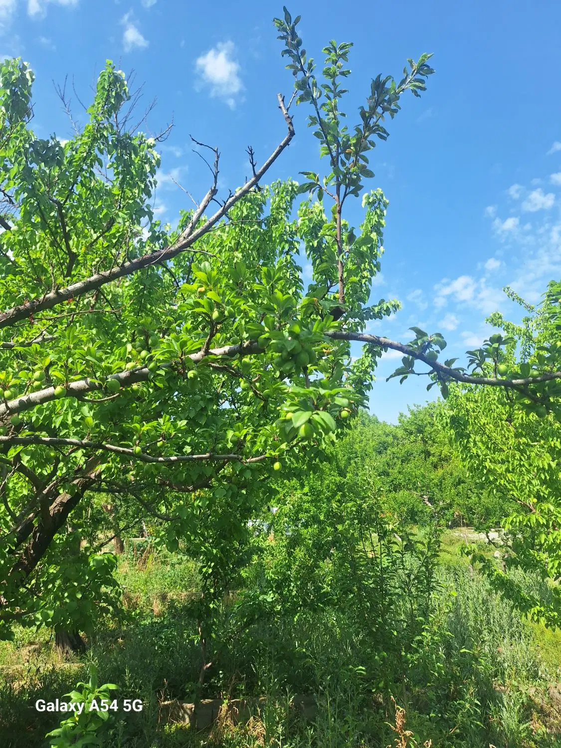 باغچه ۴۵۰ متری میدان نماز