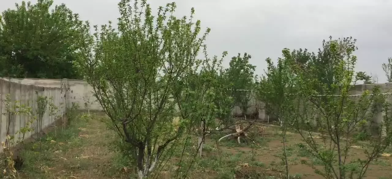 باغچه ۵۰۰ متری در روستای تاریخی پیغمبر