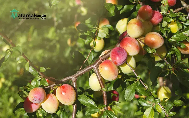 زمین امیر آباد اراضی