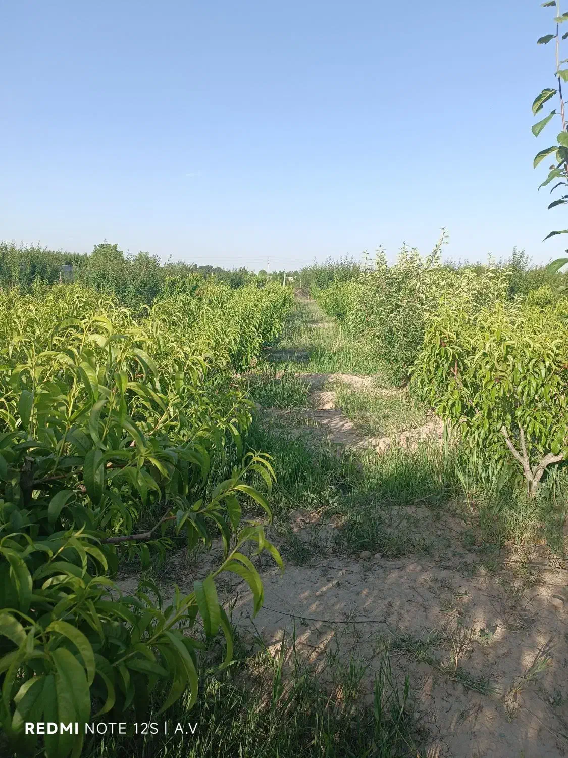 باغ سند دار فردوسیه روستای رامین