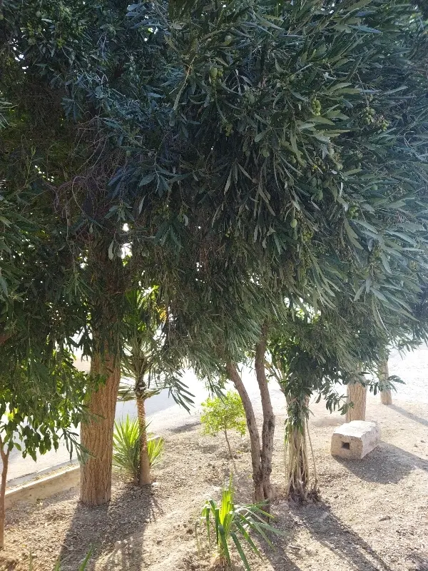 فروش خانه و مغازه تجاری روستای صحرارود