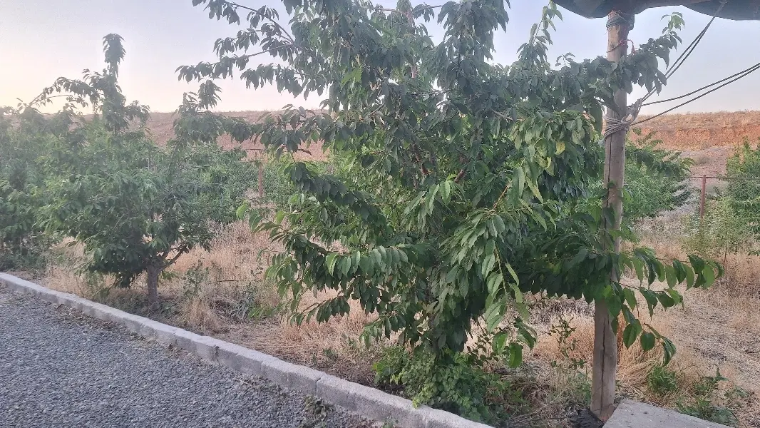 باغ نقلی و شخصی درمحدوده پل زمانخان