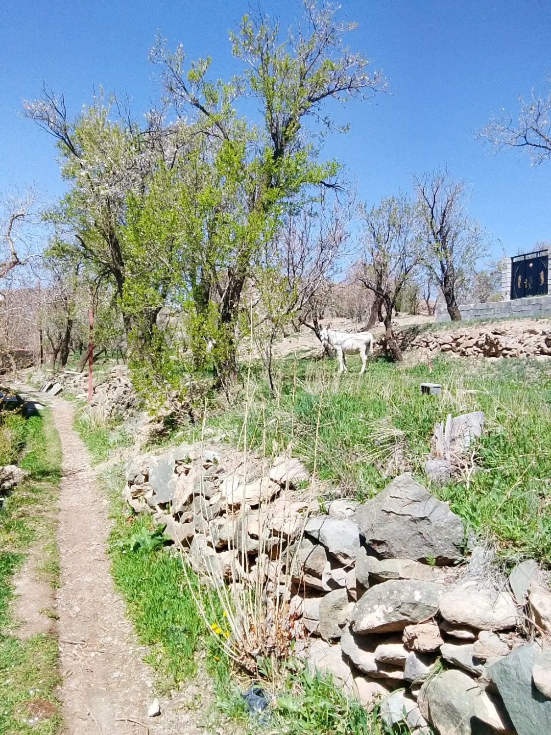زمین مسکونی روستای جاسب