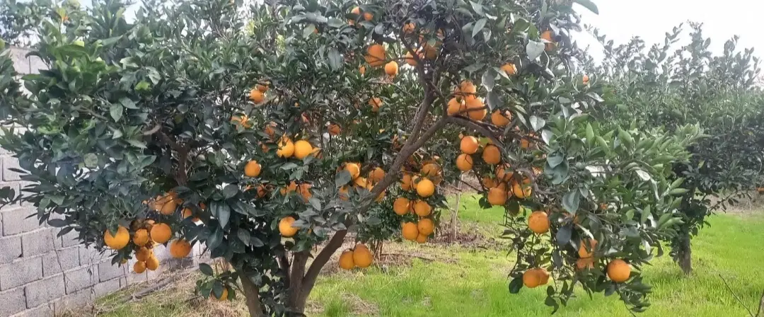 بهشت شخصی 4500 متری مسکونی باغی کنار فرودگاه ساری