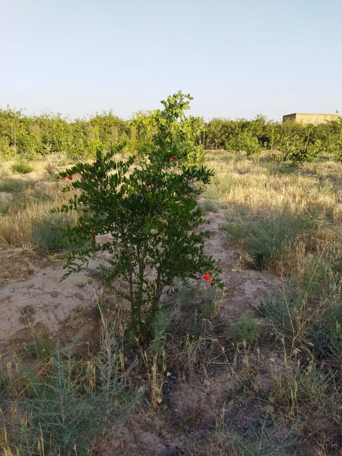 باغ نگو طلا بگو فول پسته و آب فراوان