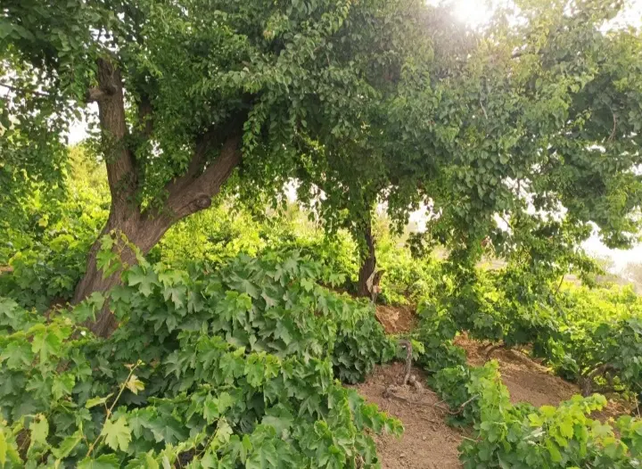 زمین باغی