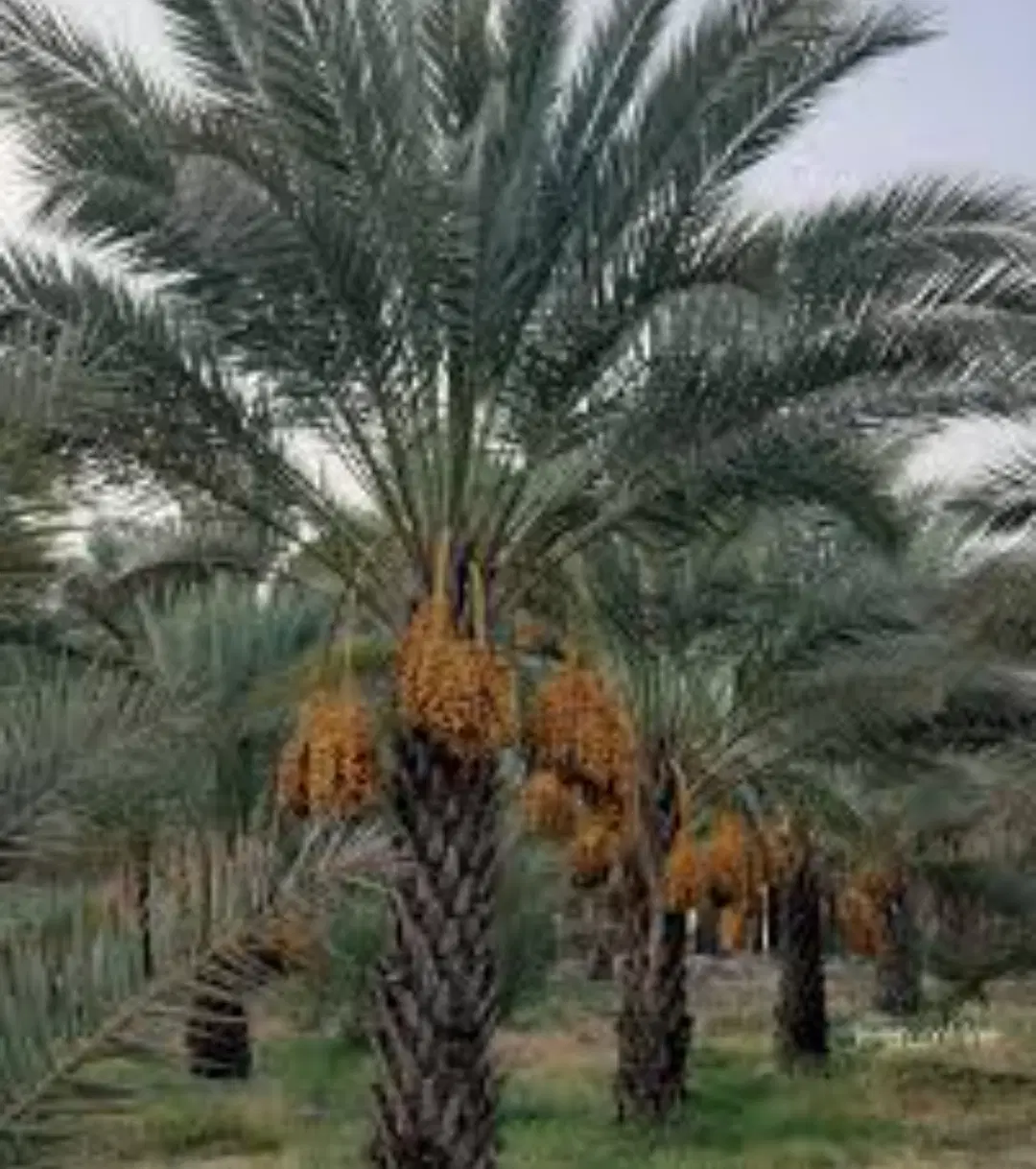 زمین بنه گز  عالیشهر با قیمت استثنایی ۱۸۰۰ متر