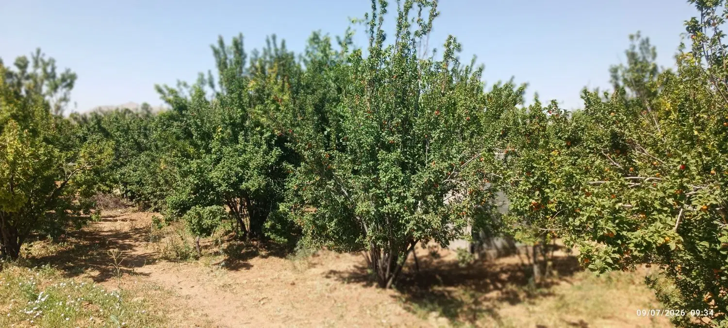 فروش باغ و زمین کشاورزی