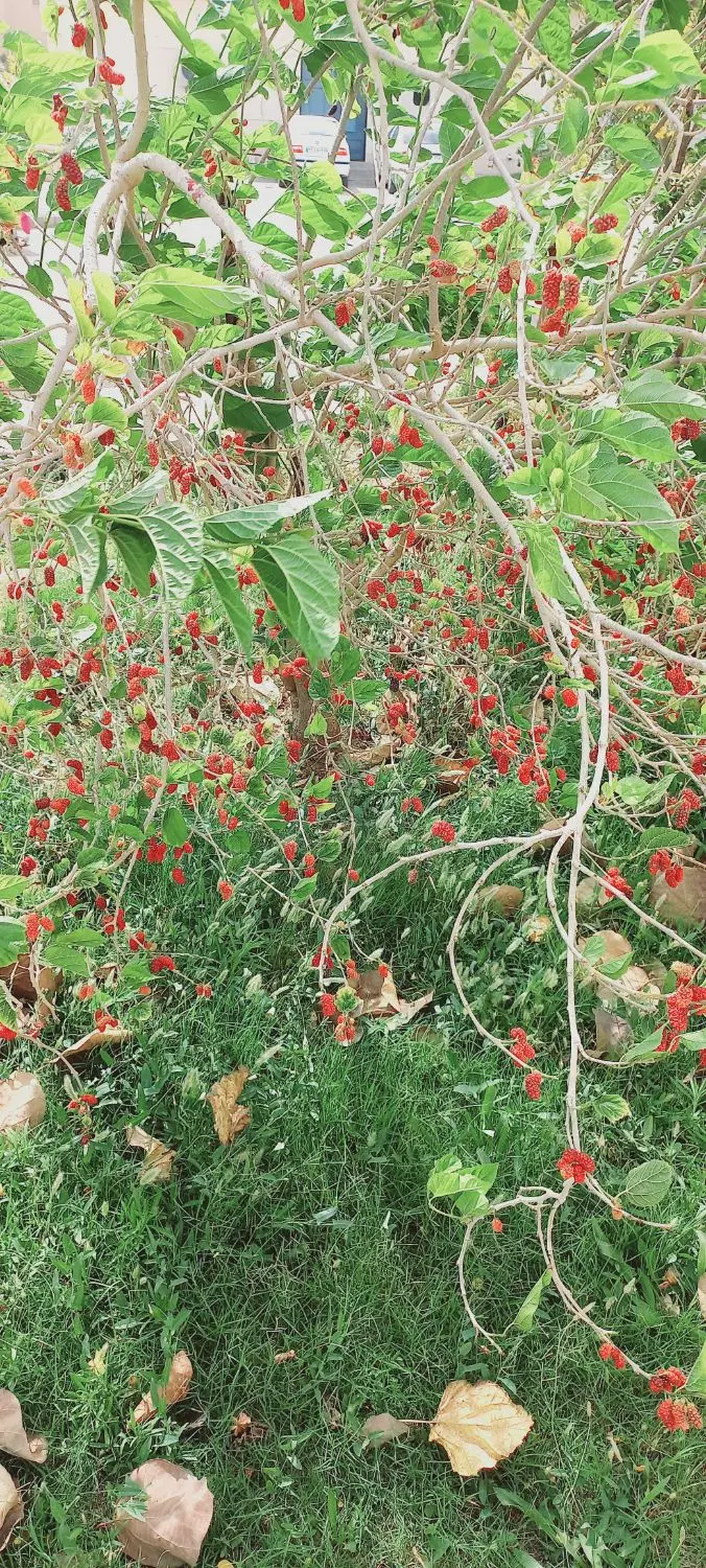خانه ی ویلایی همراه با باغ ۷۰۰متری