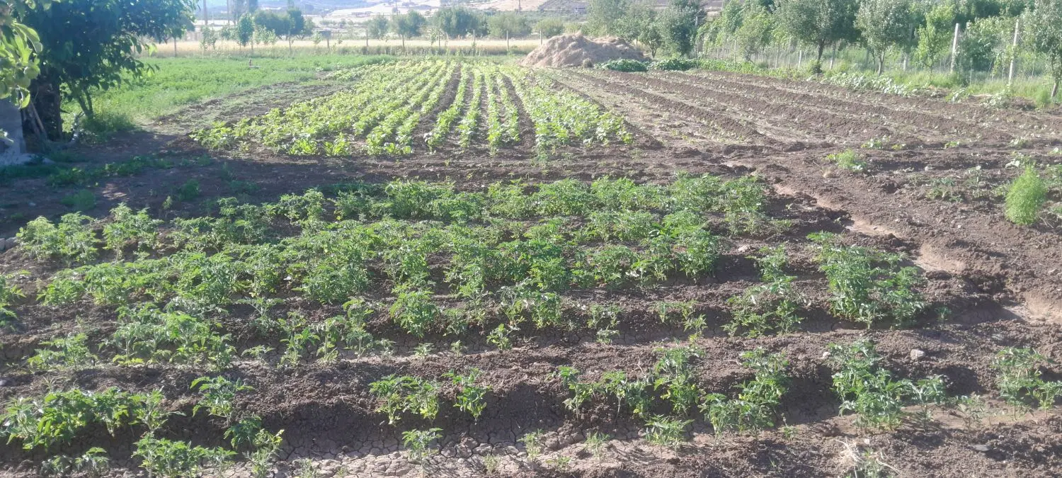زمین کشاورزی شوی