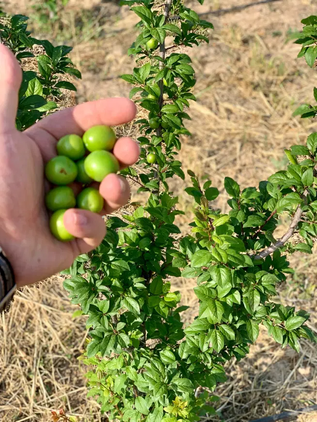 باغچه 500 متری - آبیاری قطره ای