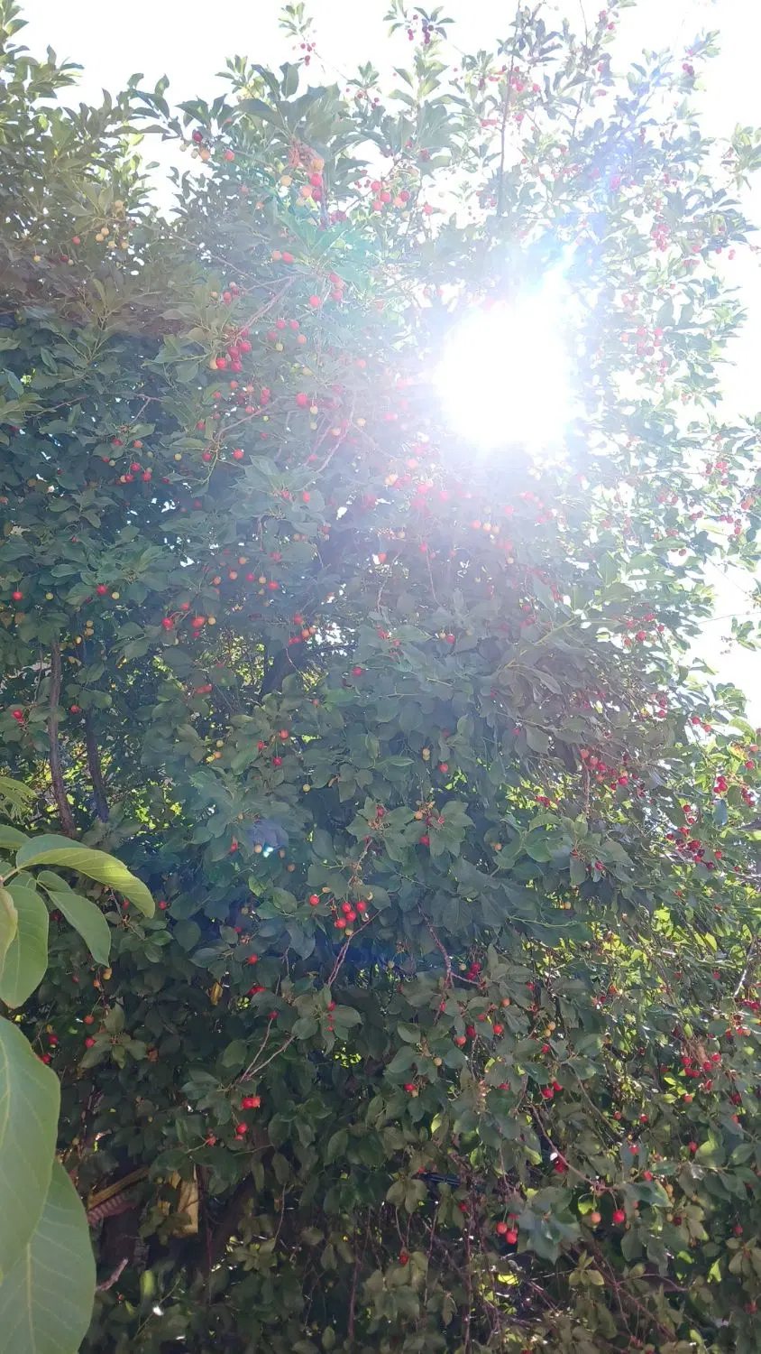 خانه باغ