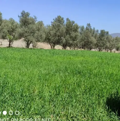 فروش زمین مسکونی به متراژ دلخواه در رستم آباد جوبن