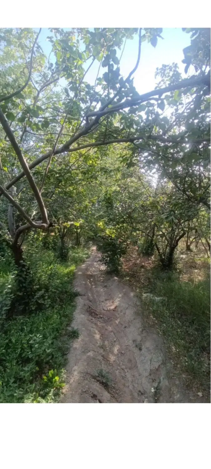باغ چهار دیواری