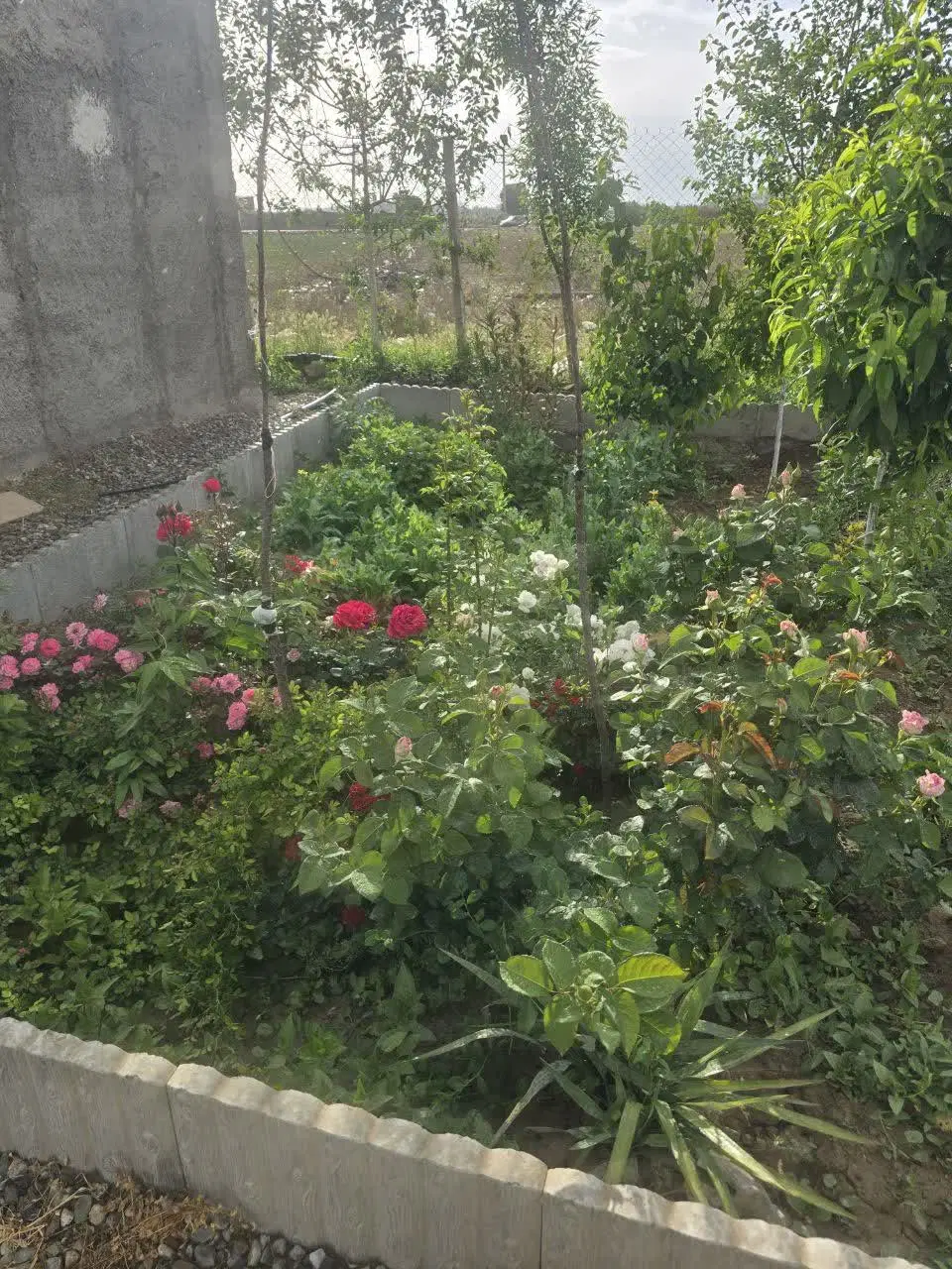 540مترباغچه با شرایط استثنایی